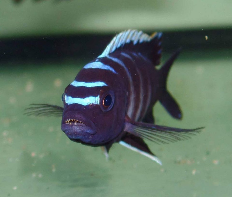 Cynotilapia zebroides 'Ndonga (Deep)'